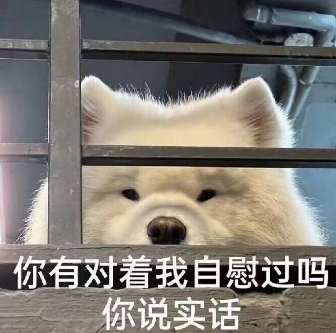 CC（寻路中） tweet media