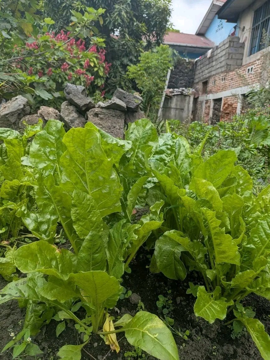 Ghislainkibanc1's tweet photo. Chaque parcelle cultivée raconte une histoire : celle de la relation entre homme , la terre et le climat. L'agronomie nous apprend à comprendre cette relation pour produire sans détruire. 

Votre petit fermier 🧑‍🌾 🇨🇩 @leParrainRDC @chauffeur243 @seigneurCHRIS01 @mbuyi_don https://t.co/McHRnvreMz