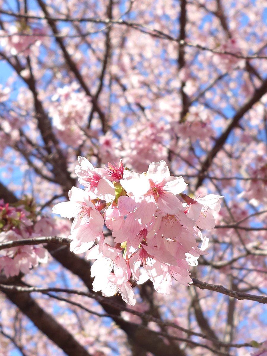 ごったん tweet media