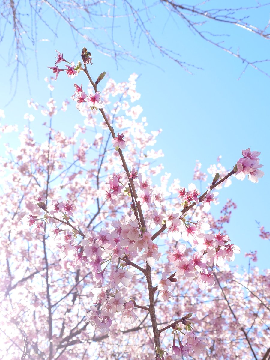 ごったん tweet media