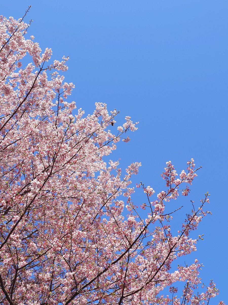 ごったん tweet media