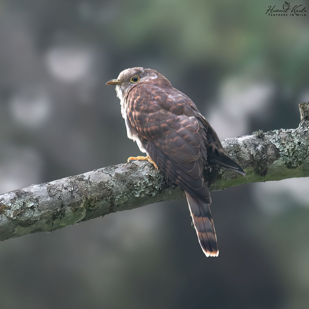 Feathers in Wild_Hemant Kirola tweet media