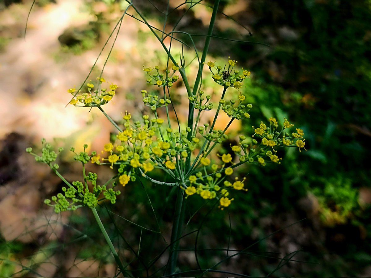 Jayanta Mandal( Non- grammatical ) tweet media