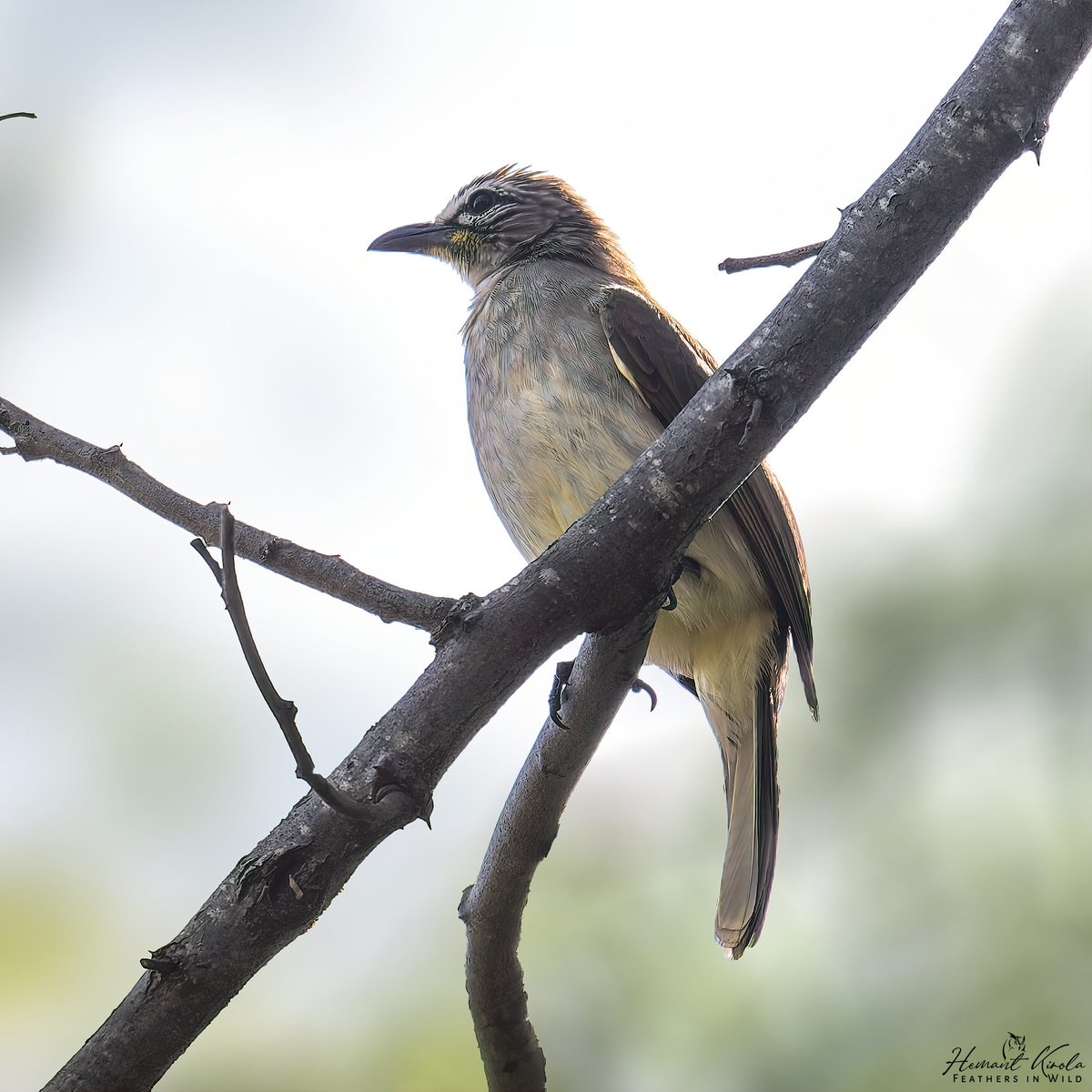 Feathers in Wild_Hemant Kirola tweet media
