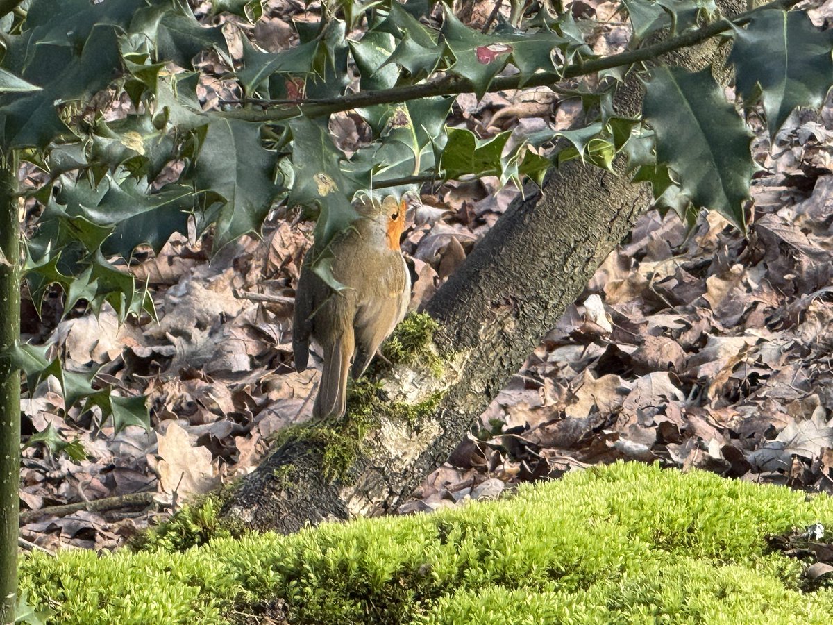 David KC tweet media