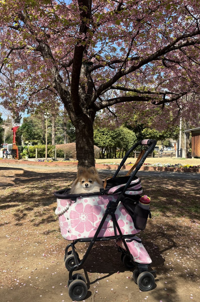 akixcoco's tweet photo. 朝んぽ行ってきたよ🌸
わんちゃんにも沢山会えてご機嫌でした✨ https://t.co/eVmfzdlgPm