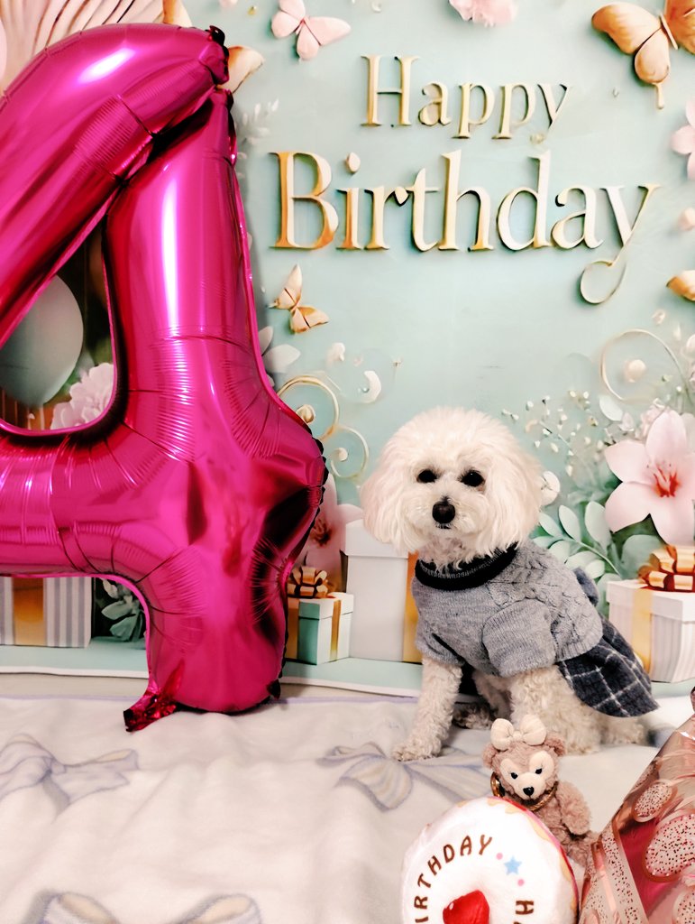 トイプードル こはく tweet media