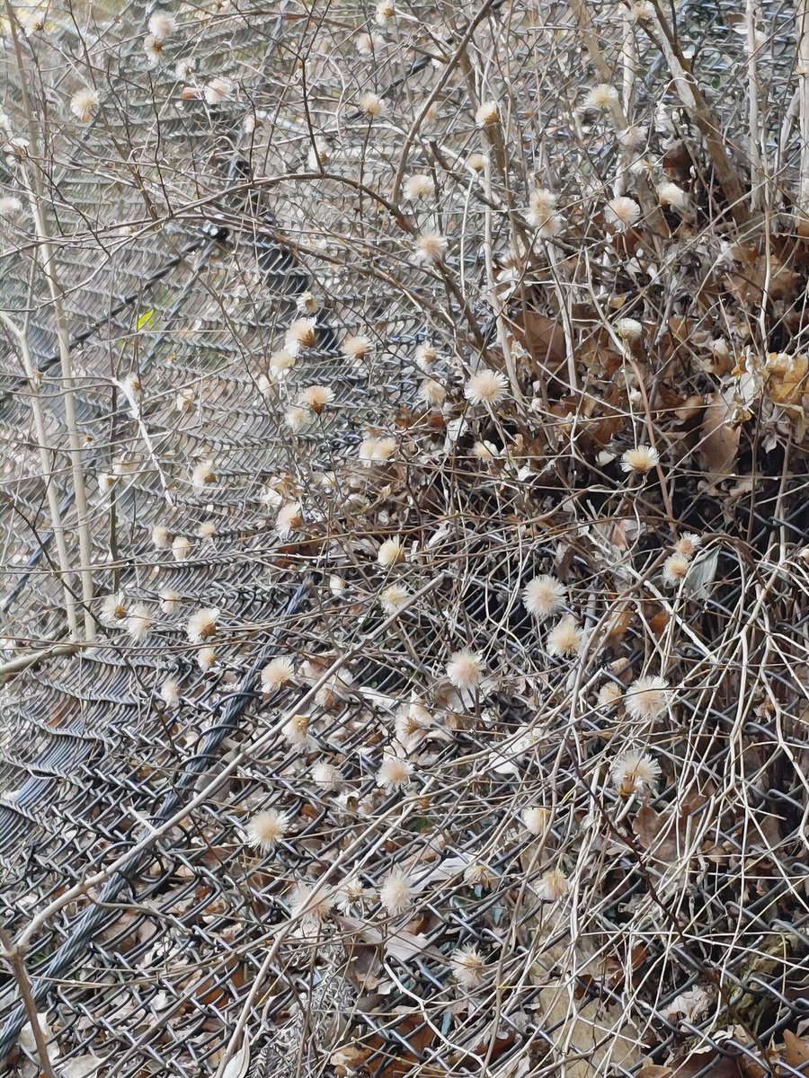 gaoya(中国好きの日本人です)🇯🇵🇨🇳🍄 tweet media