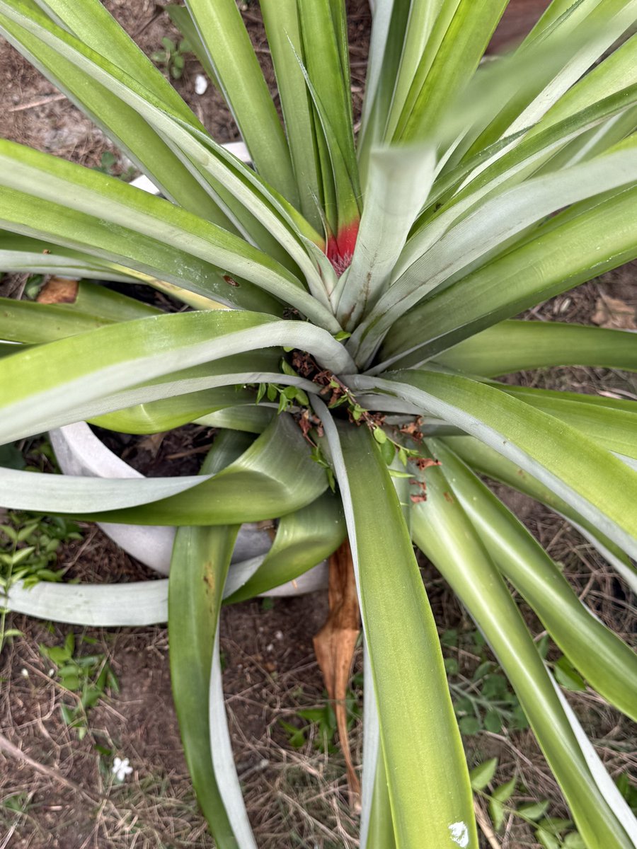 เพื่อนทิพย์ tweet media