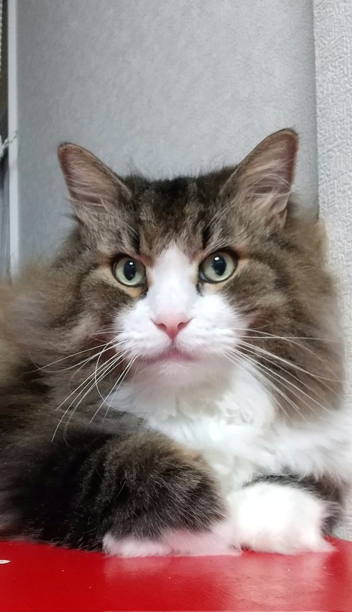 neko2suzu's tweet photo. @rovverbays 😊ありがとうございます✨
😺こちらこそヨロシクお願いします🐾🐾 https://t.co/HSStLmbr57