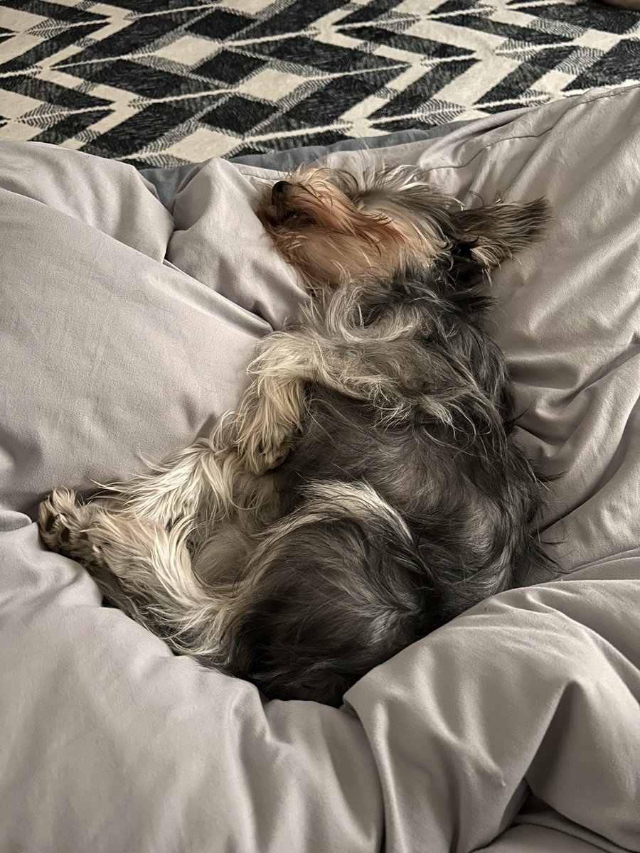 いやいや何が起きてるん…ですかね…?!うちにも犬がいます🙋‍♀️