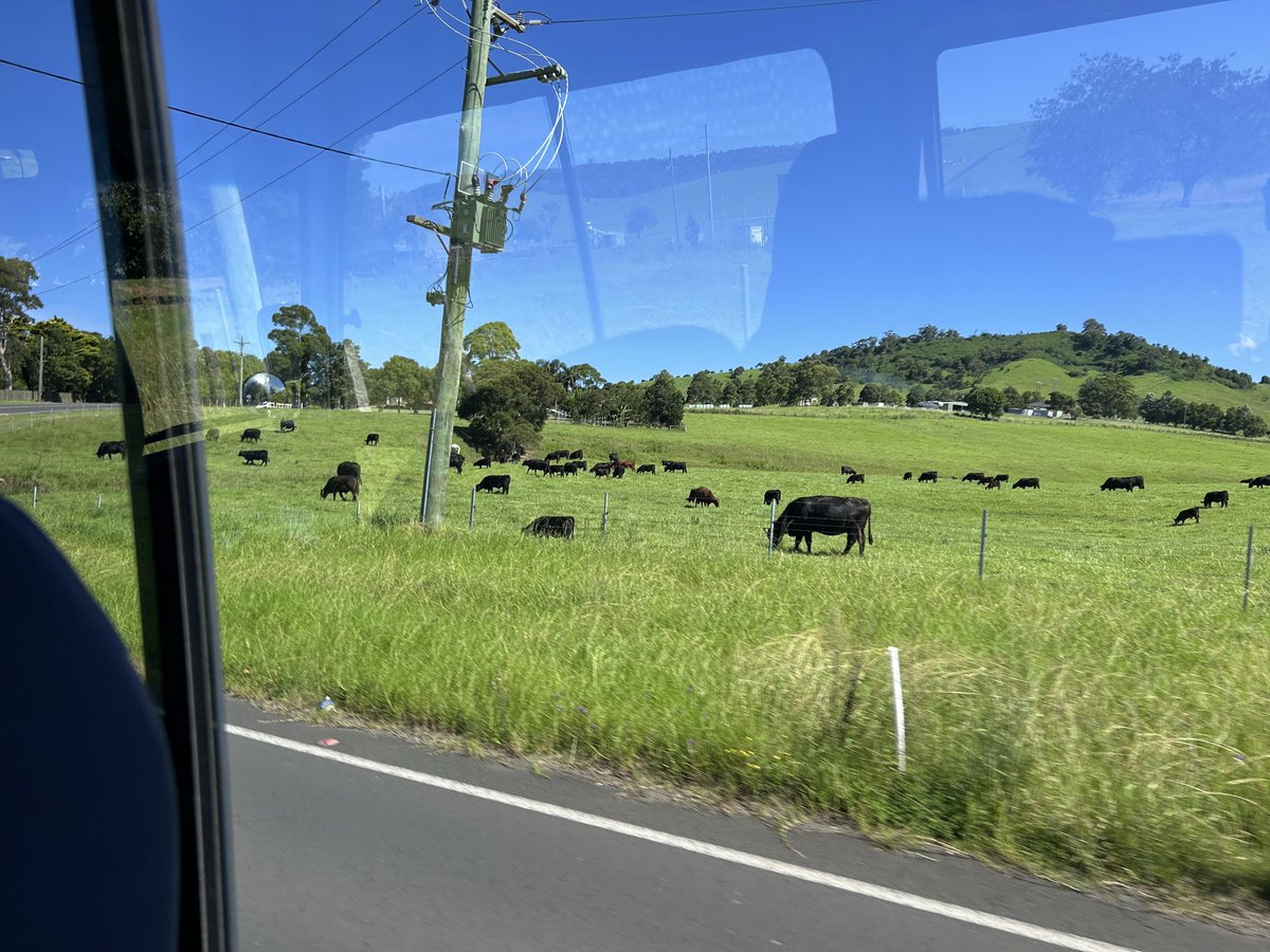 .<a href="/midwestern_ope/">Midwest vs. The Rest</a> <a href="/CheyCab/">Chey Cab</a> 
I’m a Minnesotan currently vacationing in Australia and on a day trip out of Sydney.  Am I still required to yell out “COWS!” even two hemispheres away?