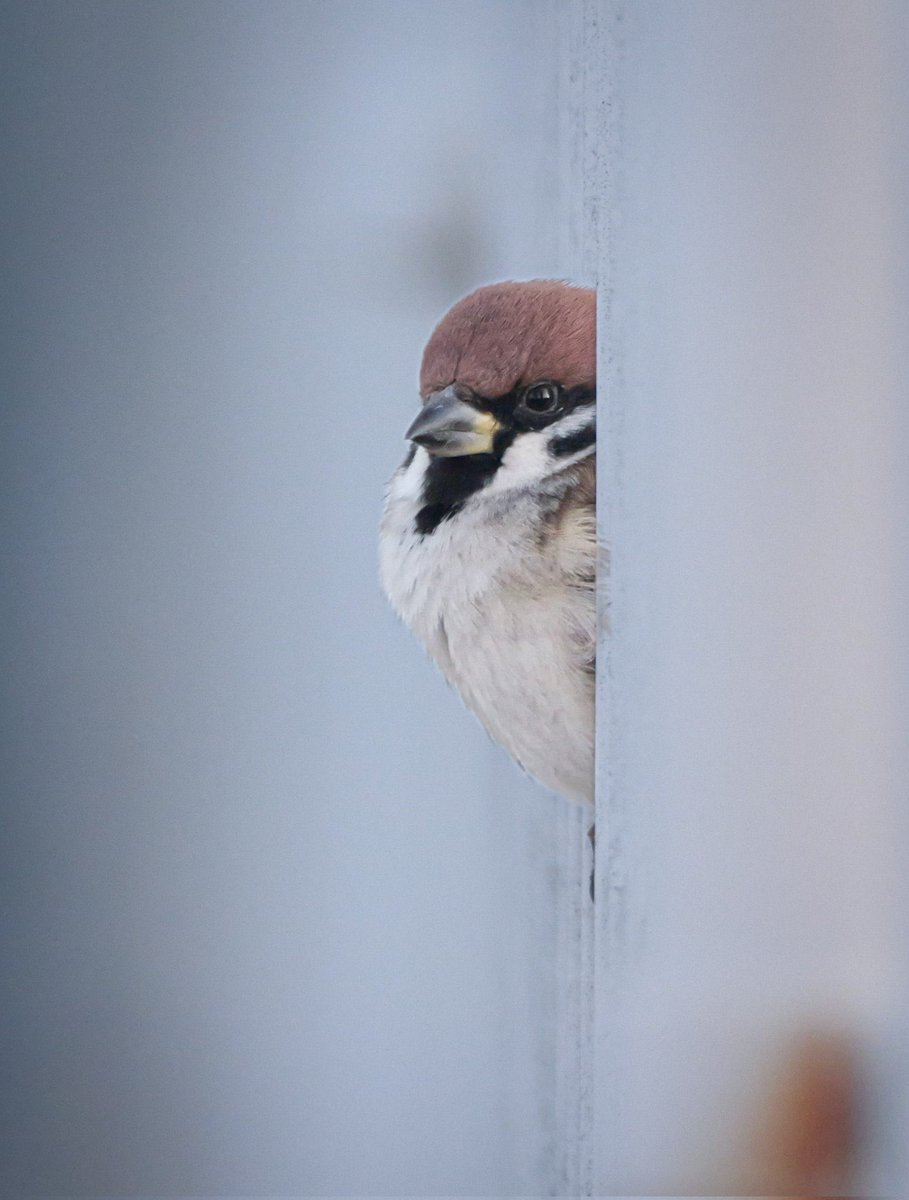 seren ☆ tweet media