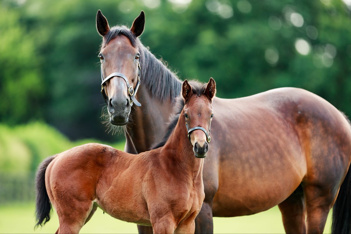 Coolmore tweet media