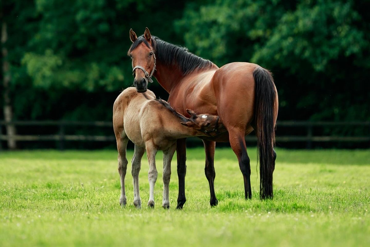 Coolmore tweet media