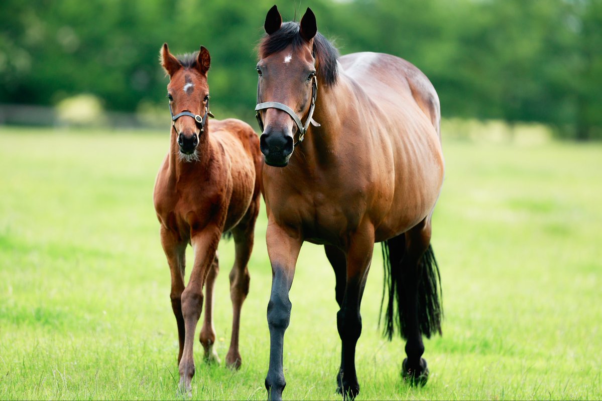 Coolmore tweet media