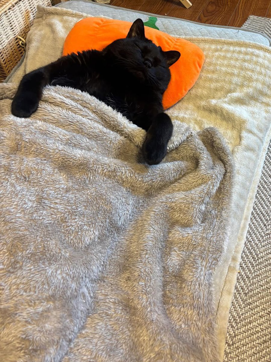Cats for Happiness. tweet media