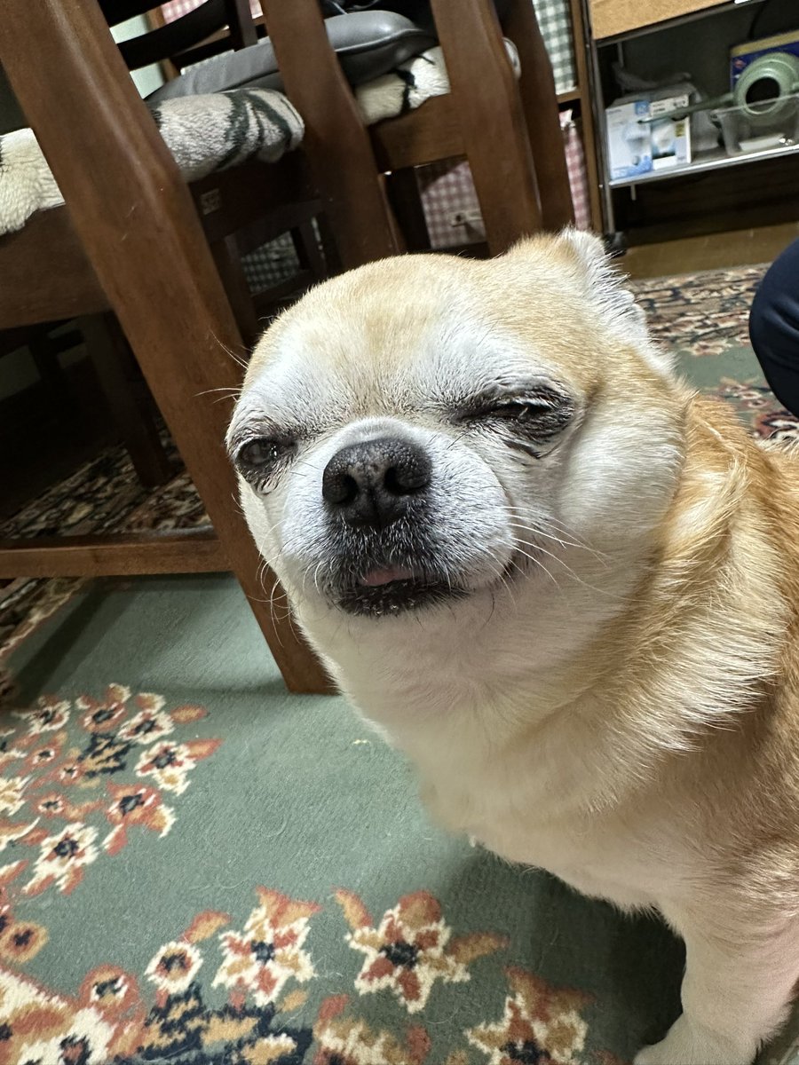 Arte_mis555's tweet photo. 土日の休みもあっという間…🥹🐶🐾
みなさんお疲れ様でした(*ﾟ∀ﾟ*)ﾉ✨
▽^ェ^▽👍ｵﾂｶﾚ ﾜﾝ!✨✨

昨日車検に出した愛車が戻ってきました!!
✨🚐✨😎🐶👍
もう7年になるんだなぁ🤣はや!!
まだ走行距離が19800㎞🙄

 #チワワのいる暮らし
 #スムースチワワ
 #犬好きさんと繋がりたい https://t.co/Js3SdYyyFp