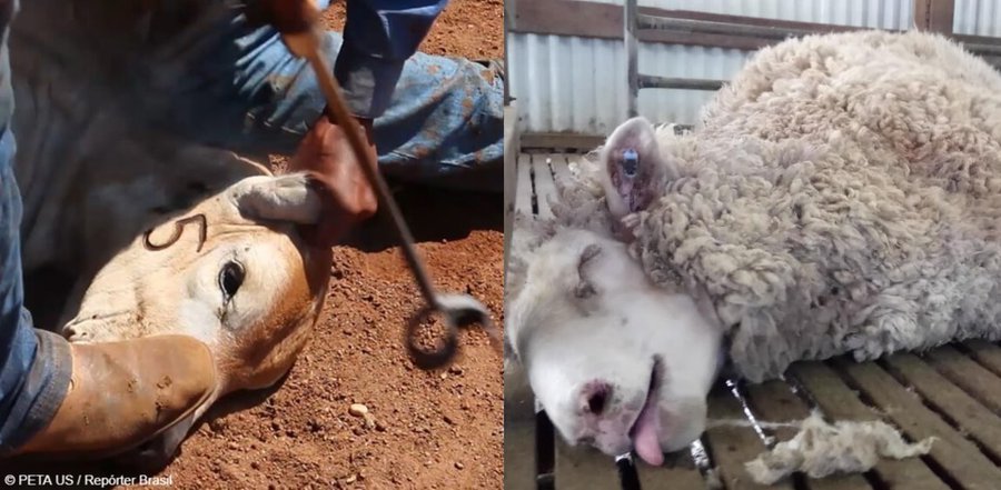 Vegan Future tweet media