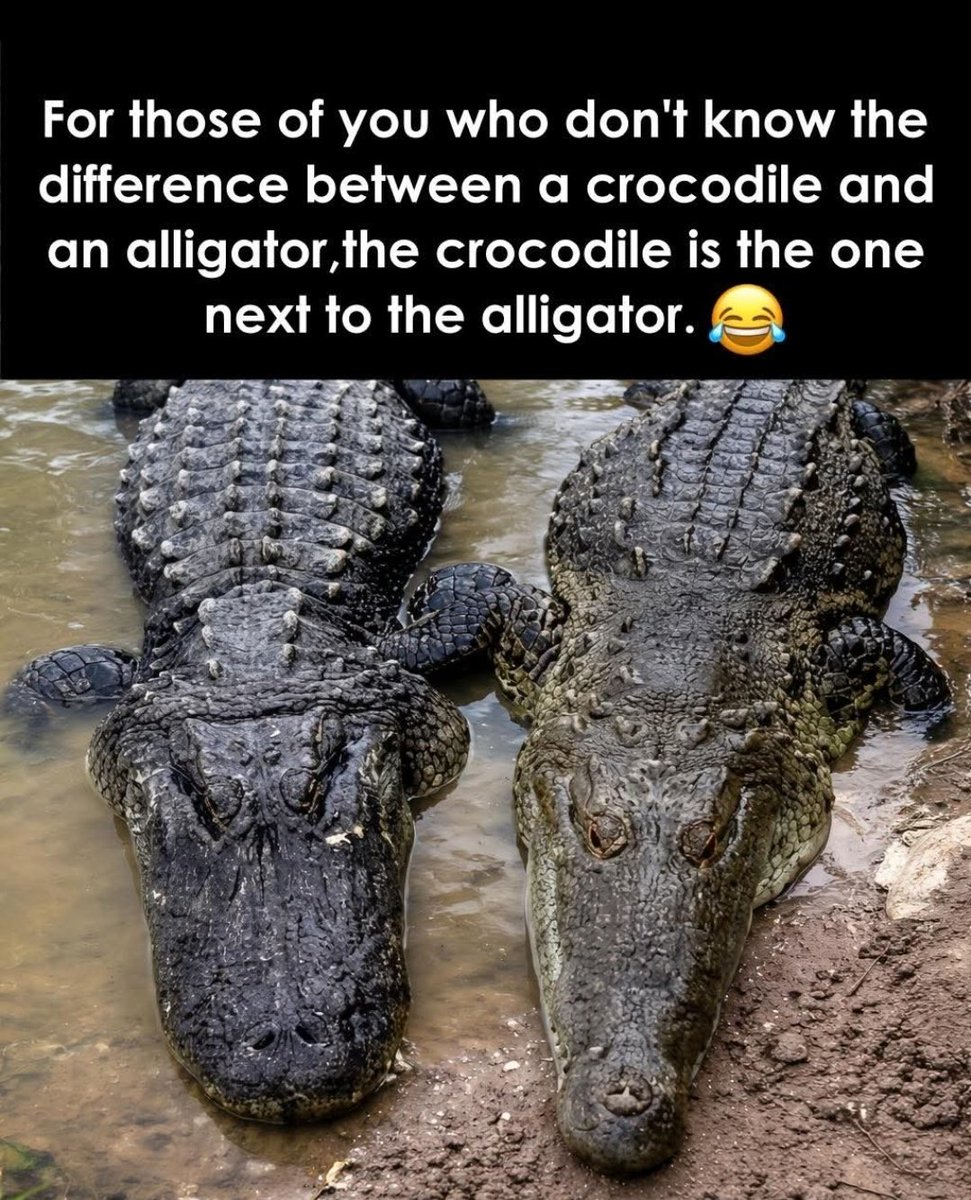 mark87nexus's tweet image. #Thread  
#XCommunity  
#HotTake  
#UnpopularOpinion  
#TechTwitter
#meme #Formula1 #brøndby #wysokienapięcie