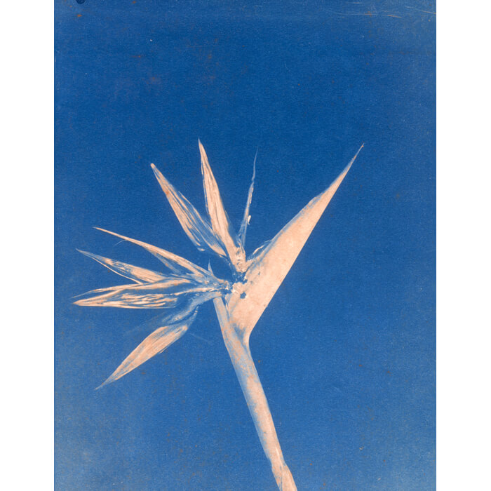 alternativephot's tweet image. Artists FOUR different ways of adding colour for our COLOUR event:
➥Bridget Conn, #Chemigram
➥David Lowe, #Anthotype
➥Dror Maayan, #Albumen on metal
➥Peter McDonald, #Ferroblend

All entries:
👉 alternativephotography.com/calendar-event…