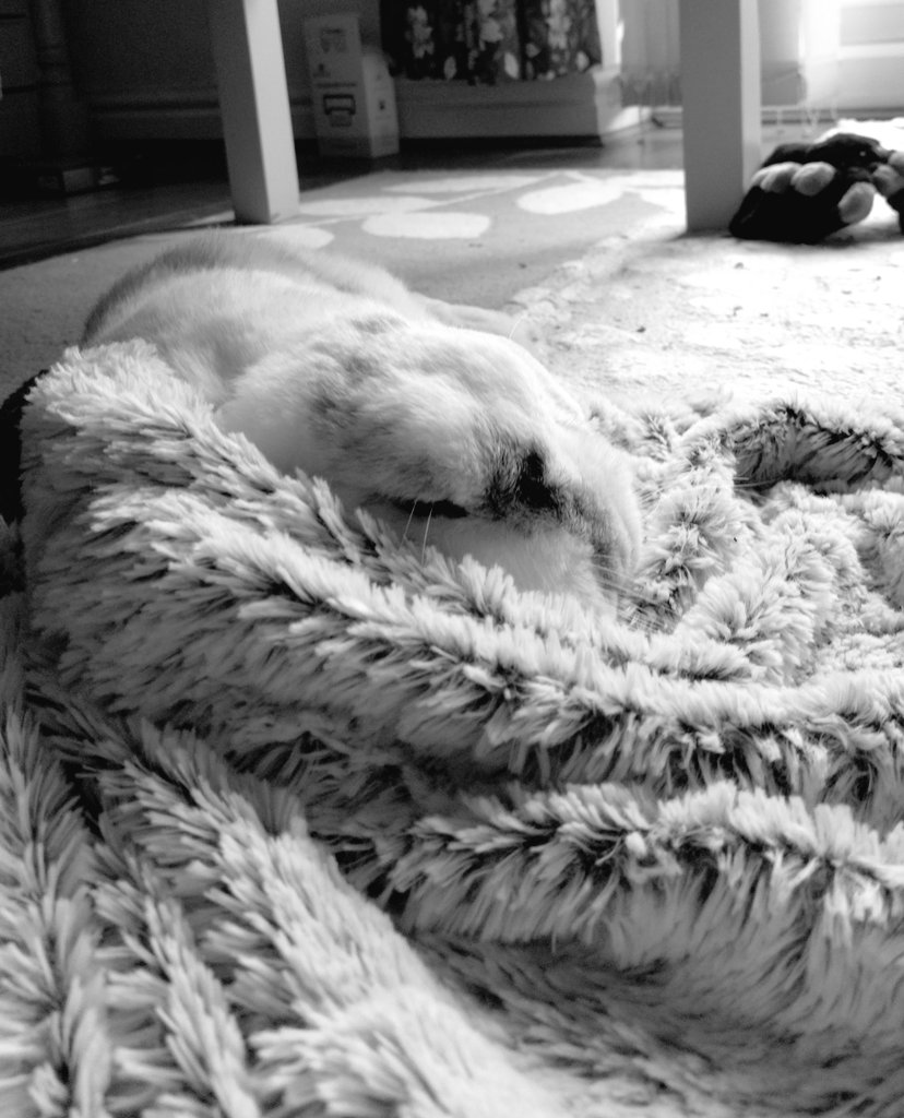 Captain Albert tweet media