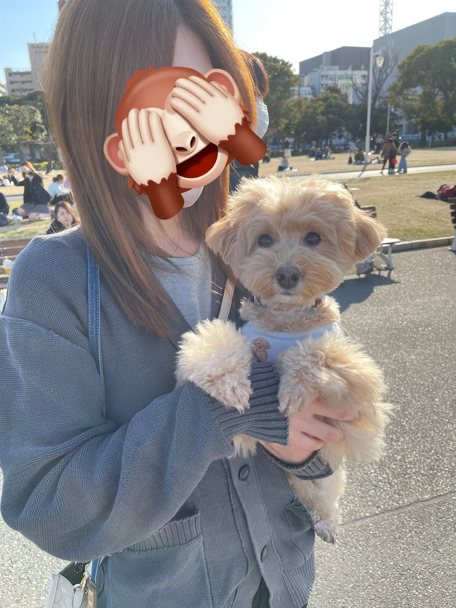 ふわふわマルプーのシフォン tweet media