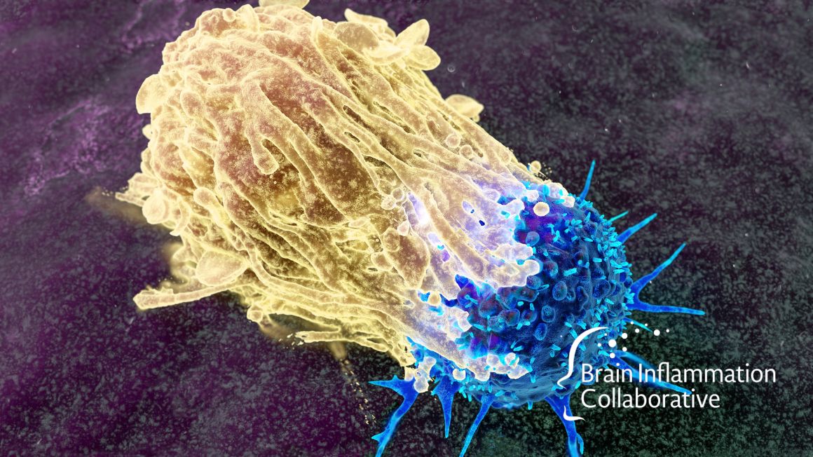 Brain Inflammation Collaborative tweet media