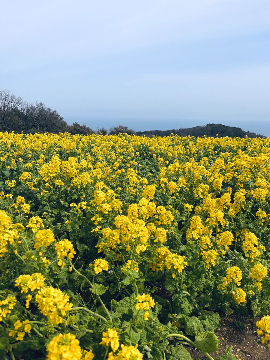 #TLを花でいっぱいにしよう