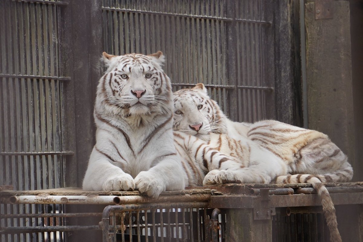 tontonpanda_'s tweet photo. ホワイトタイガー親子
❤️シラナミ❤️アイカ❤️イオリ💙グーナ

宇都宮動物園 2026.03.15
#ホワイトタイガー #宇都宮動物園 https://t.co/Jo6wOOnpp5