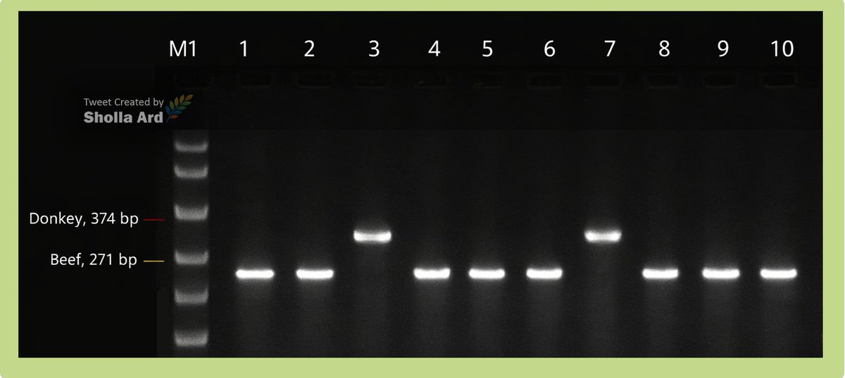 Sholla Ard 🇰🇪 tweet media