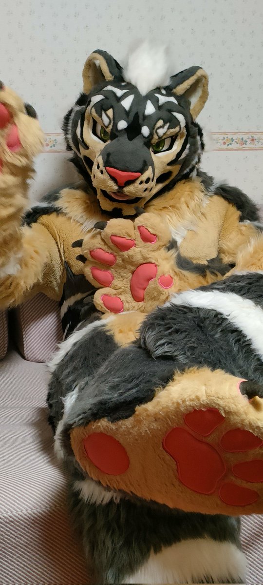 Alex Tiger ꉂꉂ🐯 tweet media