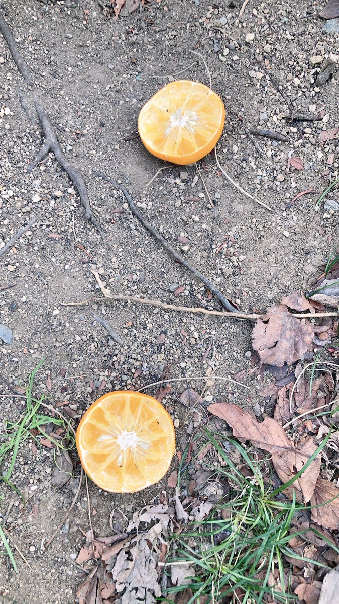 とろ美 tweet media