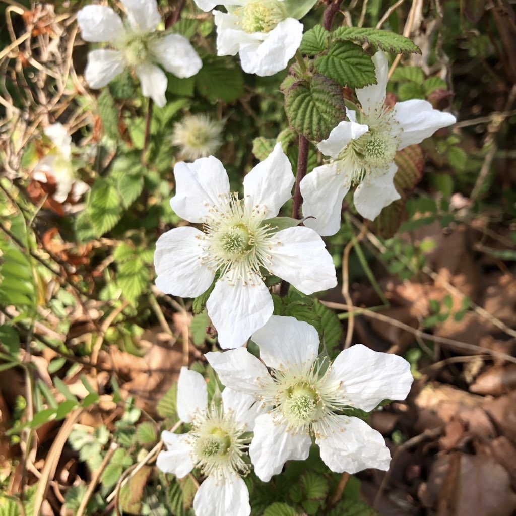 冥夢 meimu tweet media