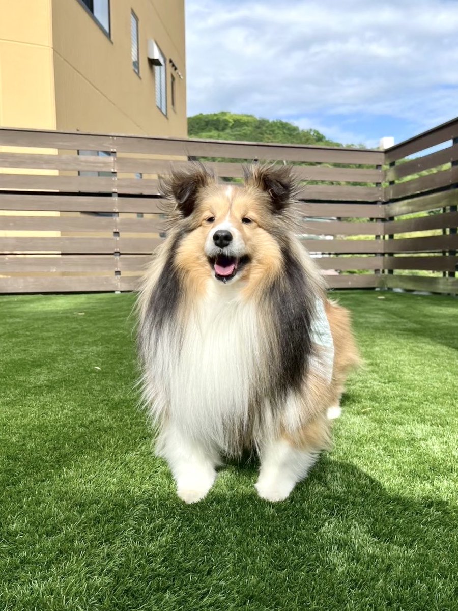 oinrno's tweet photo. ドッグランではいつも走らず、みんなのおしっこのにおいを嗅いで満足するみぞれちゃん https://t.co/3QQuv5Tn1u