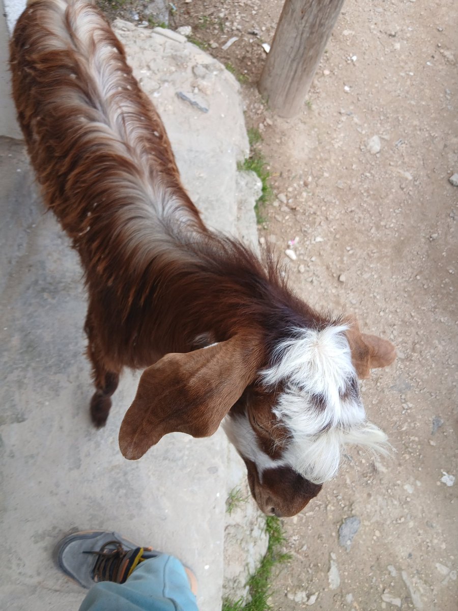 أحمد العميري || ١٤٢٤ هـ 🇱🇾 tweet media