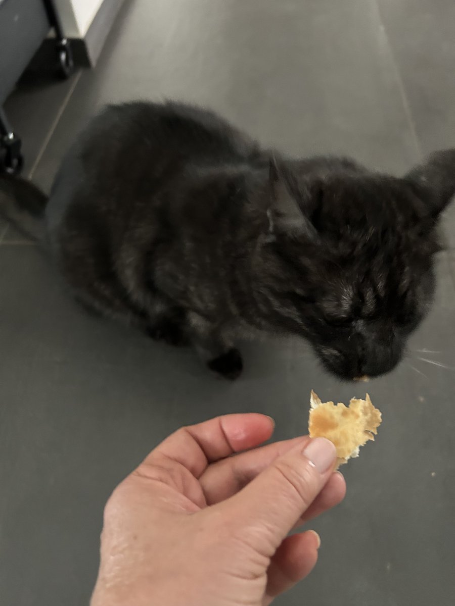 VaniaFoglietta's tweet image. #Frida🐾 modenese doc mangia IL gnocco fritto 🤦🏻‍♀️