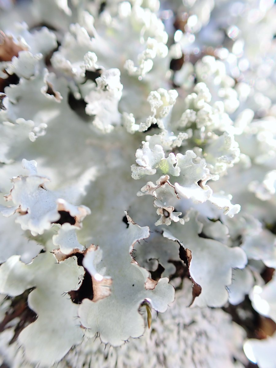 みか_メロウP tweet media