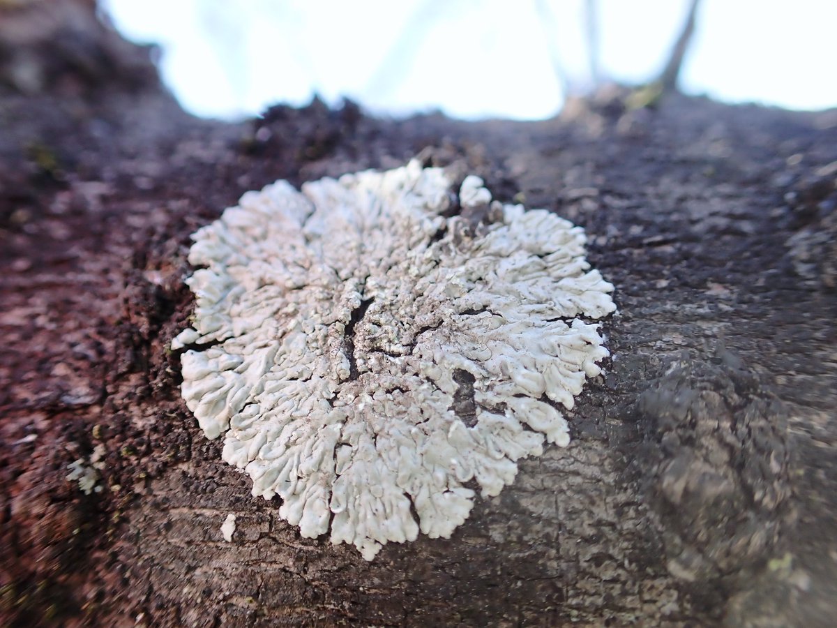 みか_メロウP tweet media