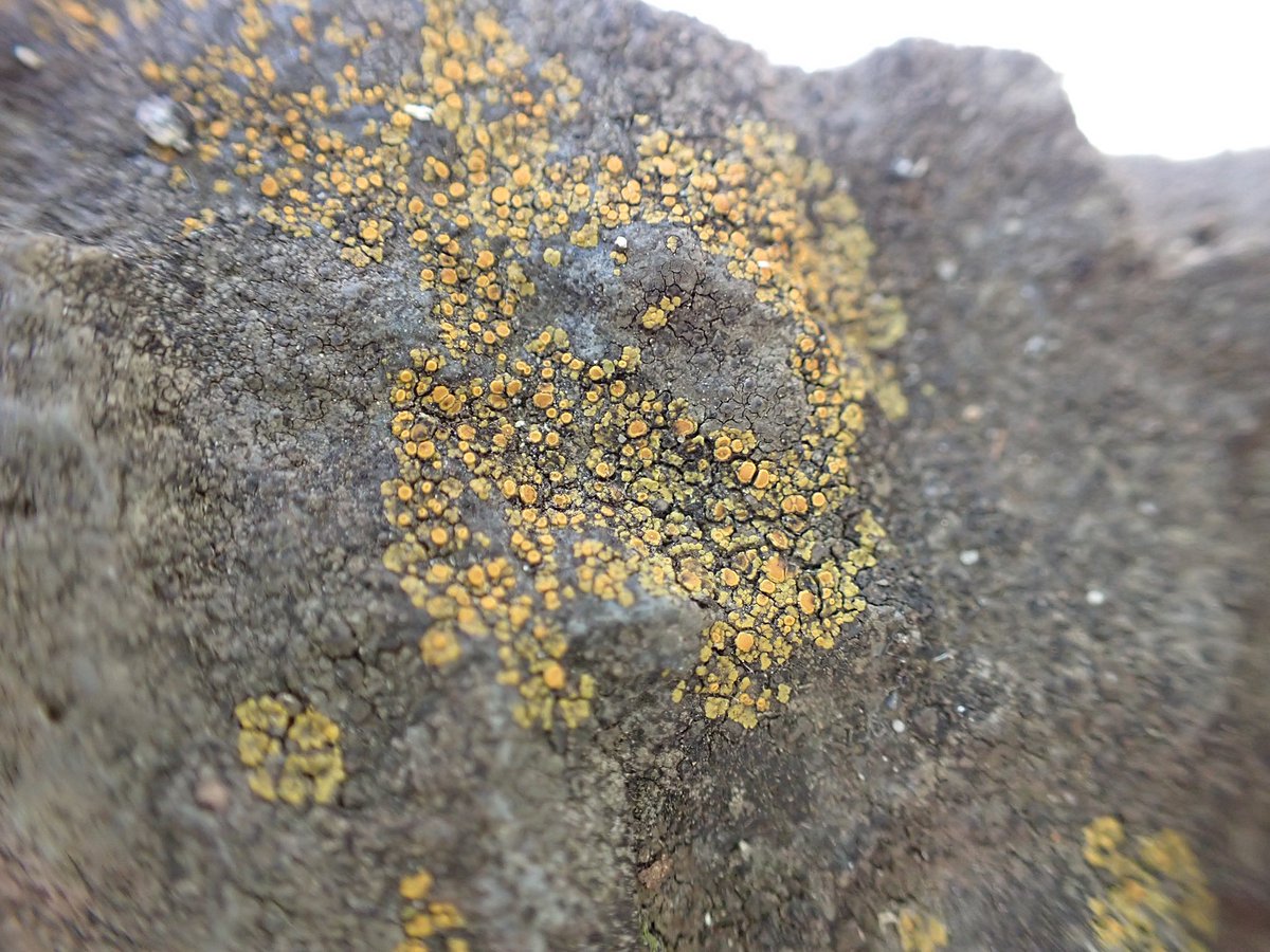 みか_メロウP tweet media