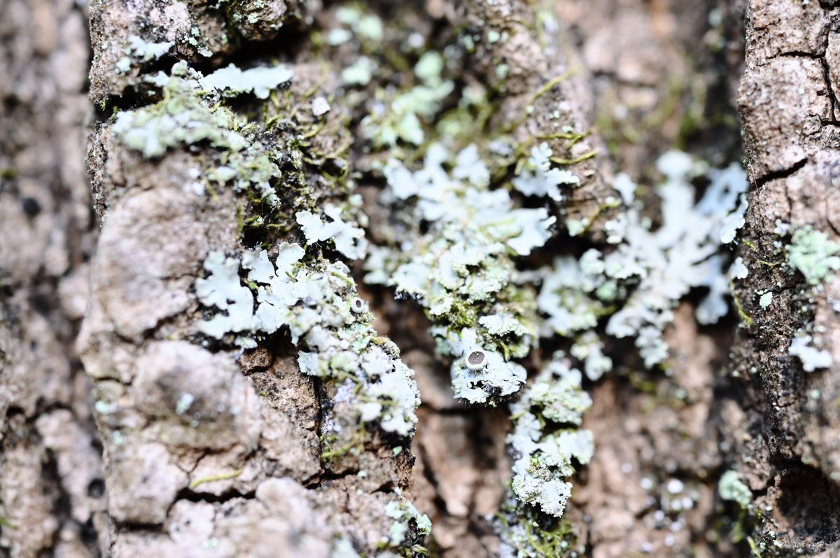 みか_メロウP tweet media