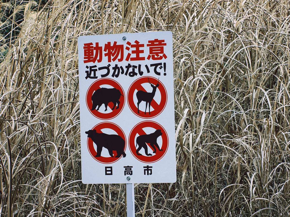 我不是你想象中的那只🐻 tweet media