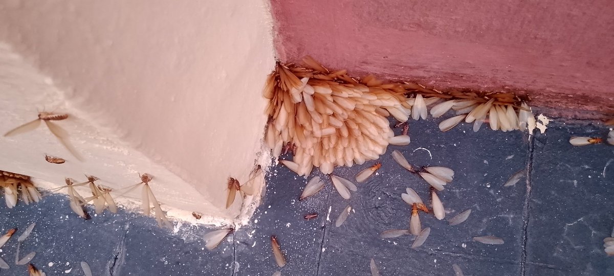 arojinle1's tweet photo. They're termites! They're not harmless! Let me explain.

They are the future king and queen termites, known as alates. In a matter of minutes, they'll lose their wings and pair up to start a termite colony near this place. 

They're harmful because you will start spending several thousands of naira if they successfully situated their colony around your house.

What should you do? Capture them, roast them and eat them! They're tasty and highly nutritious. Double win!
