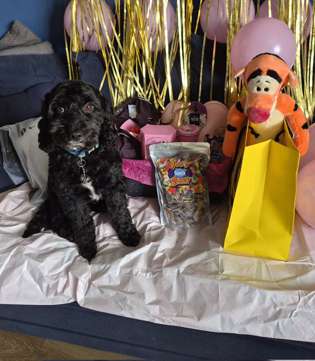 Dexter Cockapoo tweet media