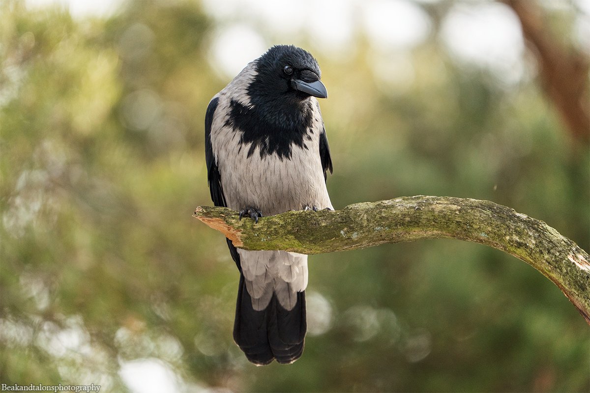 Josefine tweet media