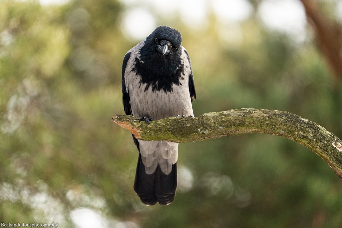 Josefine tweet media