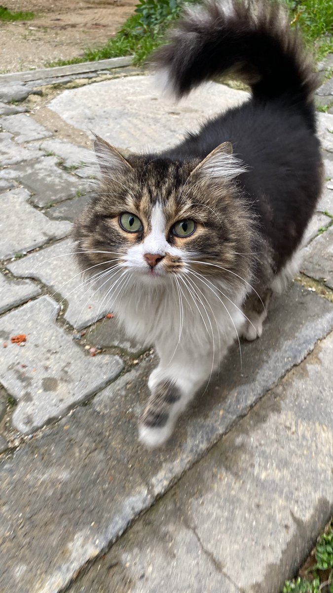 Helin1515's tweet photo. #İSTANBUL #kedisahiplendirme #kedi
YUVA ARIYOR
Çok güzel ve çok tatlı, uysal bir kedi. Tam bir mırmır, konuşkan. Kışın binada bakıyorduk ama artık bina sakinleri istemiyor sahiplendirmem lazım. Yetişkin, kısır. https://t.co/XJMBXTmqrc