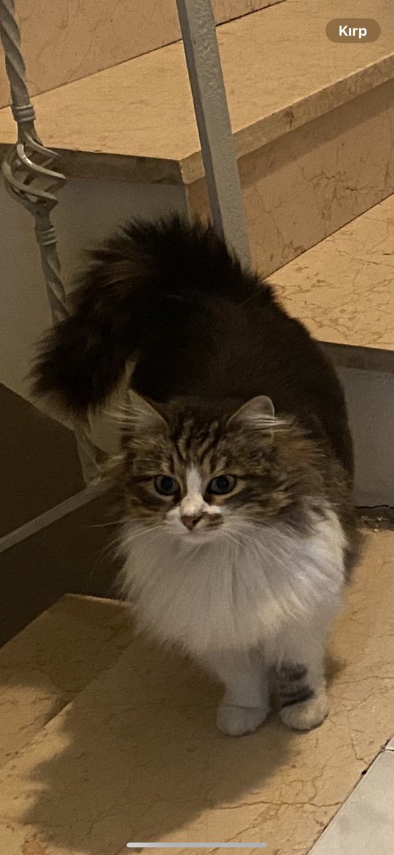 Helin1515's tweet photo. #İSTANBUL #kedisahiplendirme #kedi
YUVA ARIYOR
Çok güzel ve çok tatlı, uysal bir kedi. Tam bir mırmır, konuşkan. Kışın binada bakıyorduk ama artık bina sakinleri istemiyor sahiplendirmem lazım. Yetişkin, kısır. https://t.co/XJMBXTmqrc