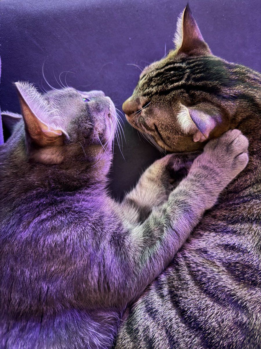 İrem Derici tweet media