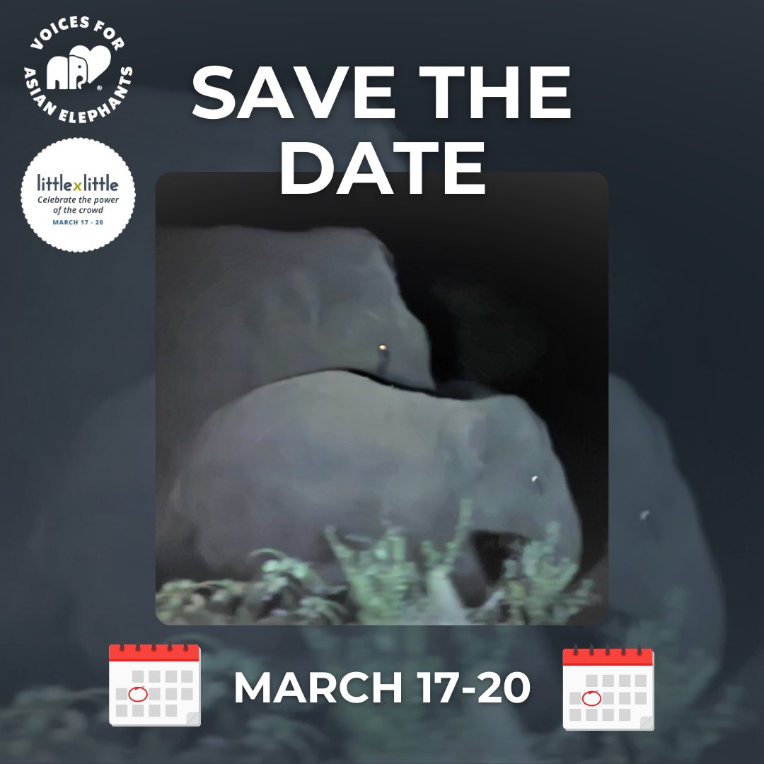 Voices for Asian Elephants (VFAE) 🐘 tweet media
